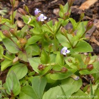 Torenia crustacea (L.) Cham. & Schltdl.